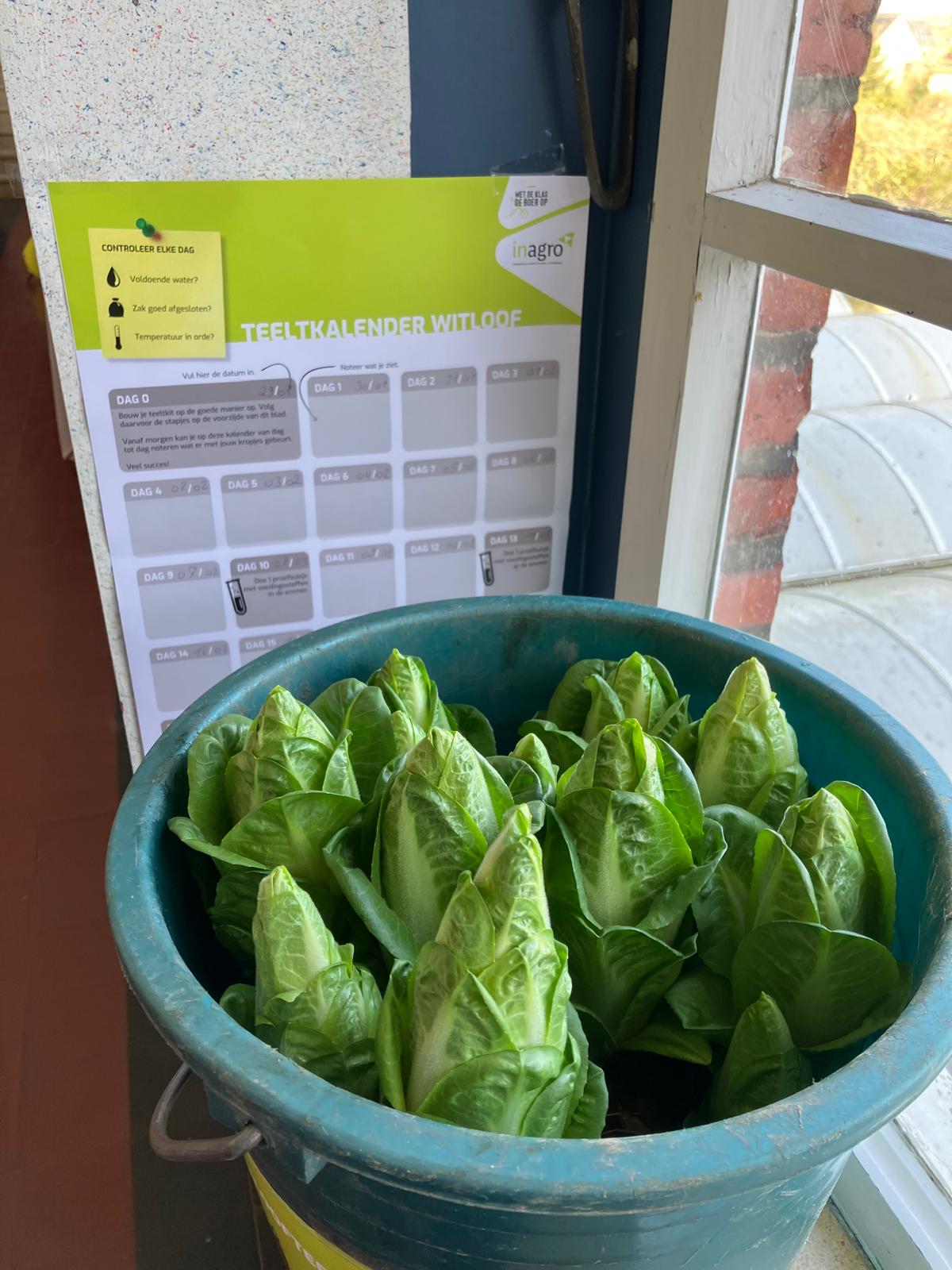 L6B: witloofsoep + Brugse kletskoppen