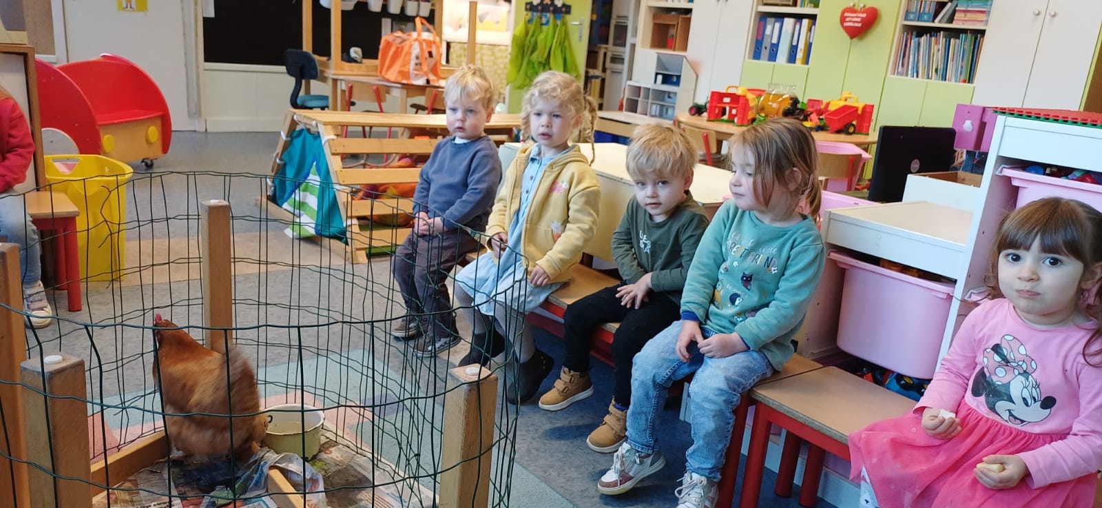 De kip...tok tok tok...wie hoor ik?