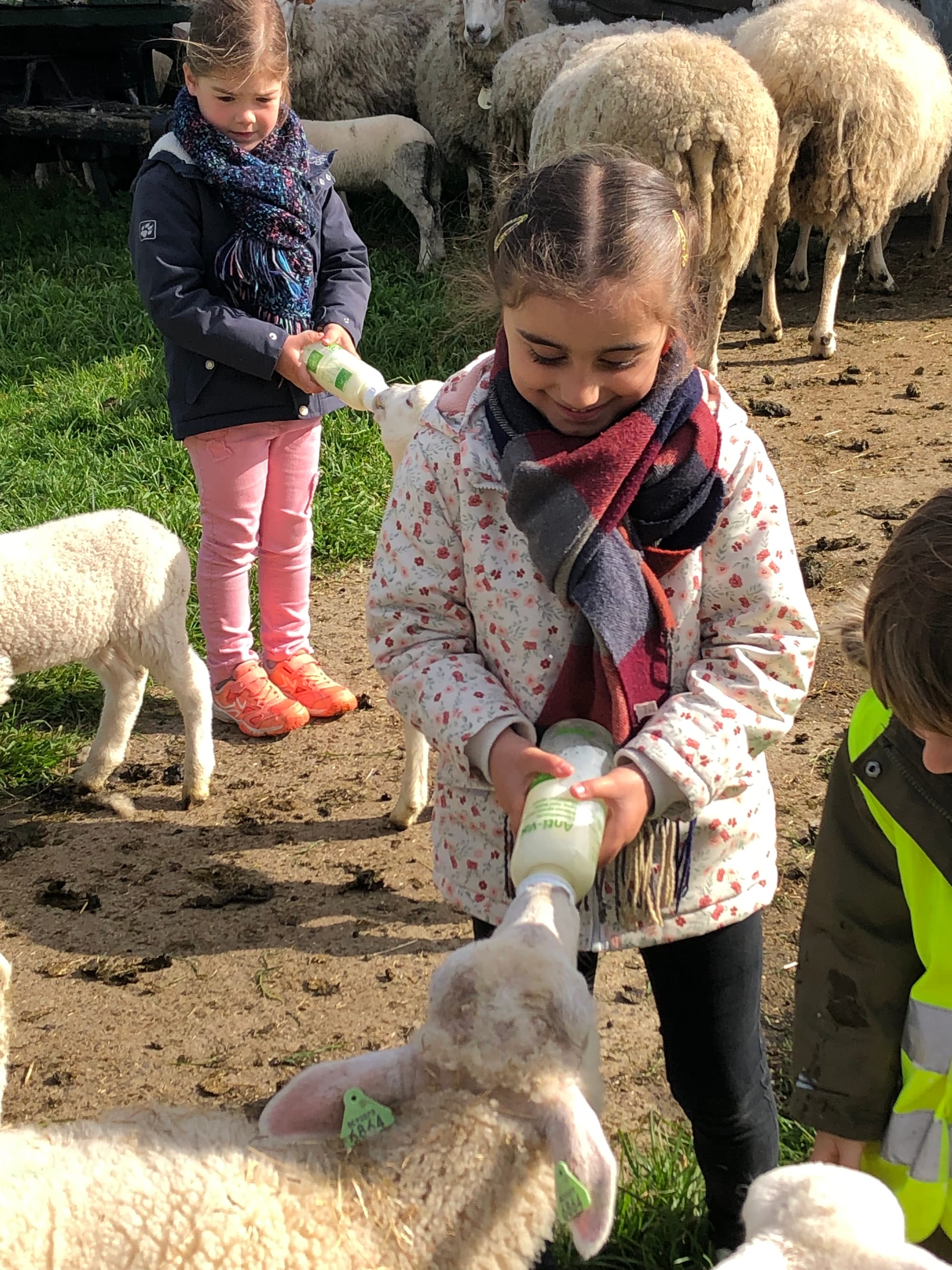 De kleuters bezoeken de kinderboerderij.