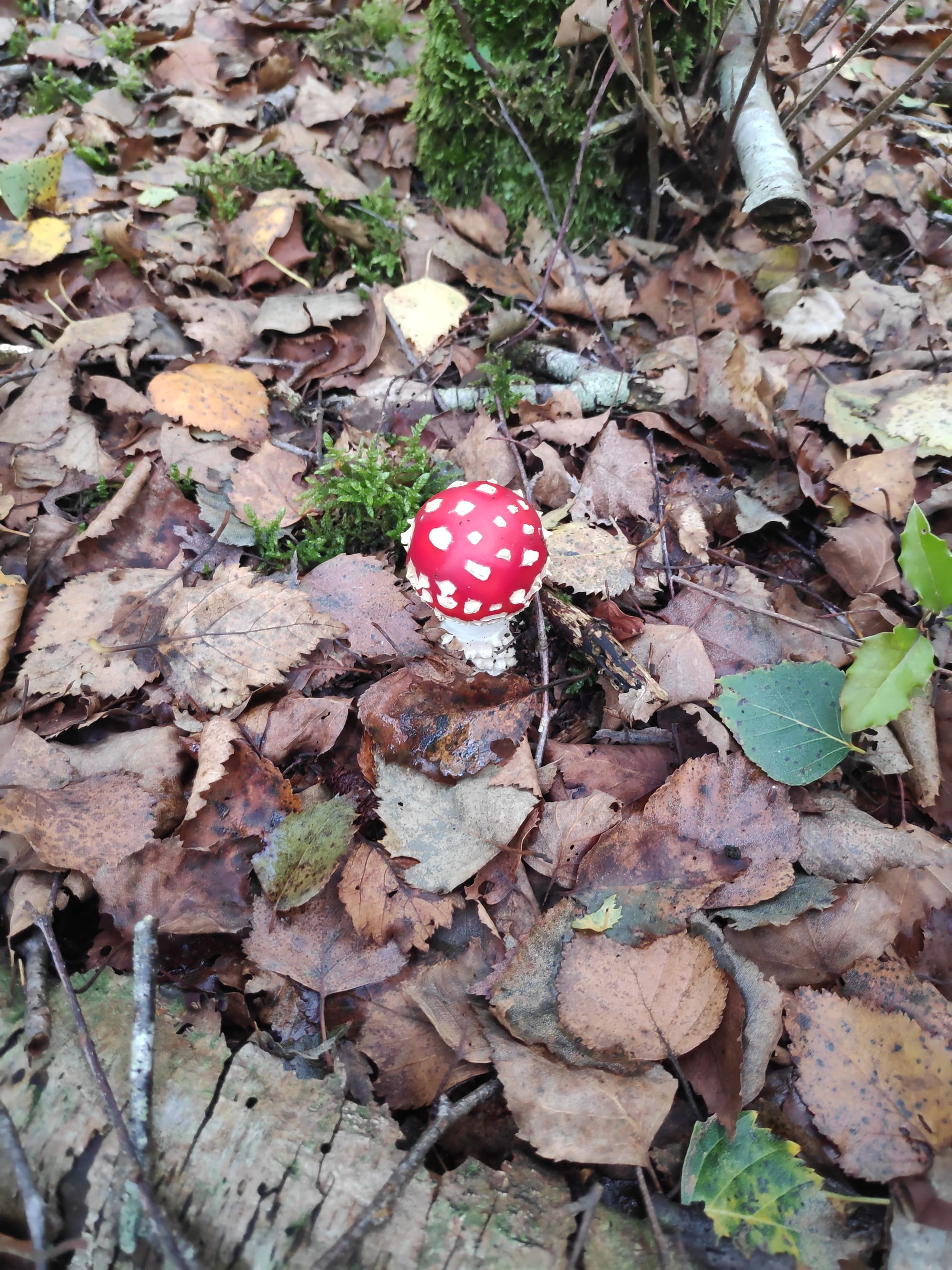 L6 ontdekt paddenstoelen.