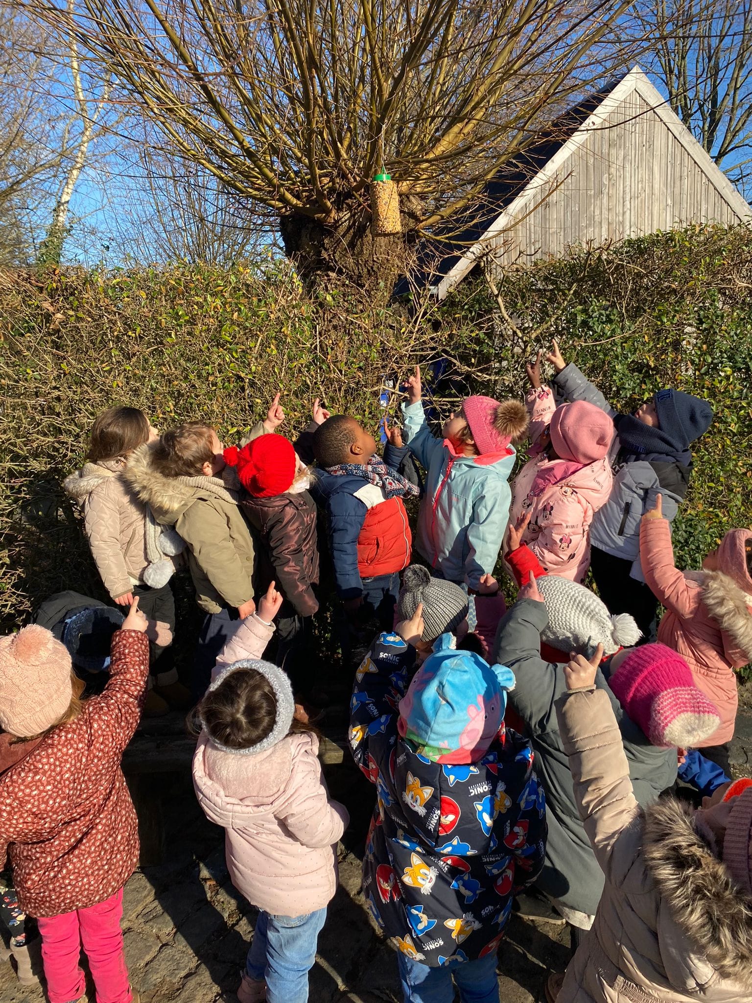 Vogeltjes in de winter