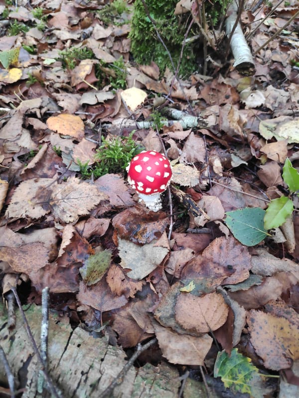L6 ontdekt paddenstoelen.